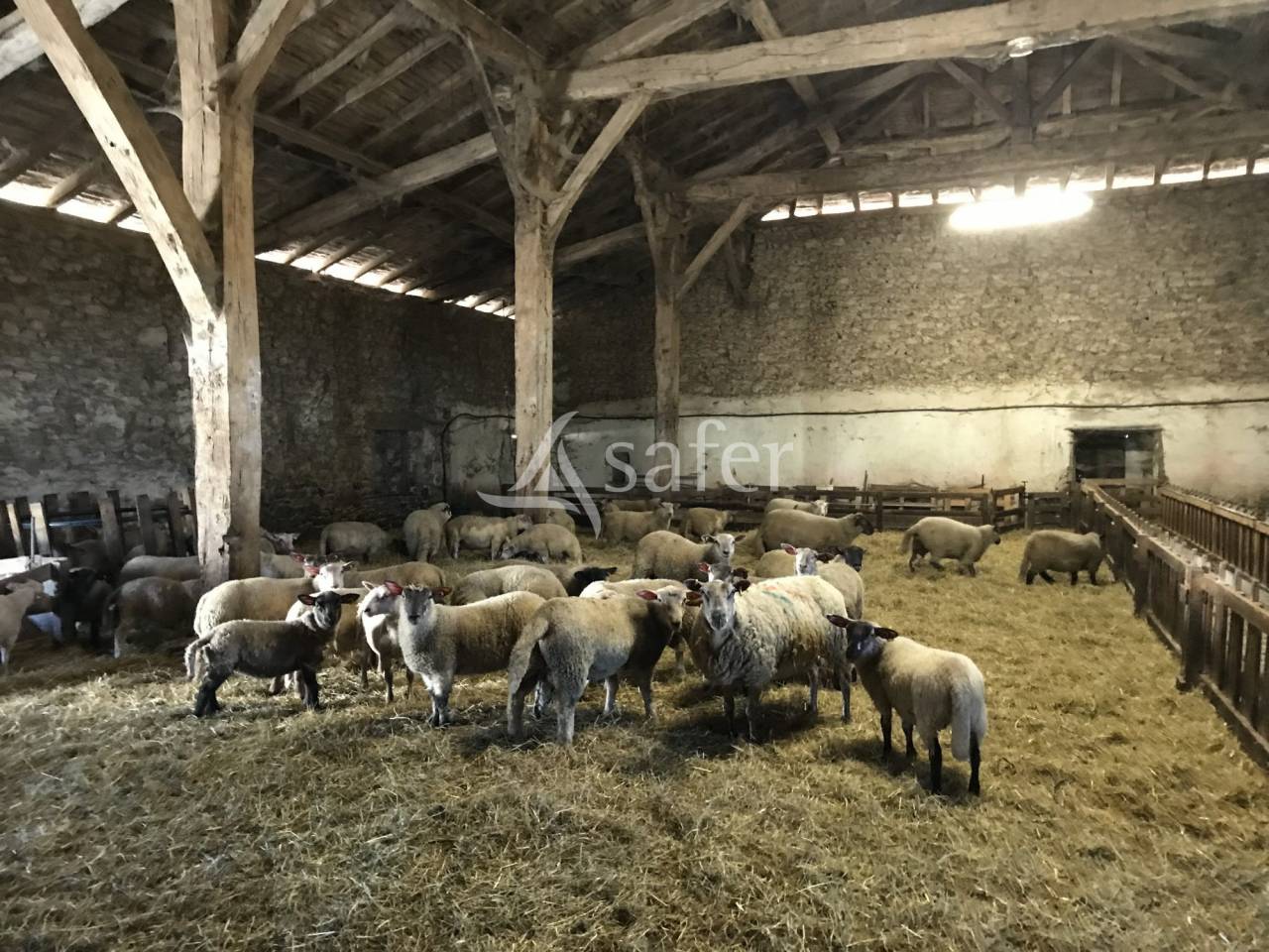 Schapen exploitatie Koop Charente