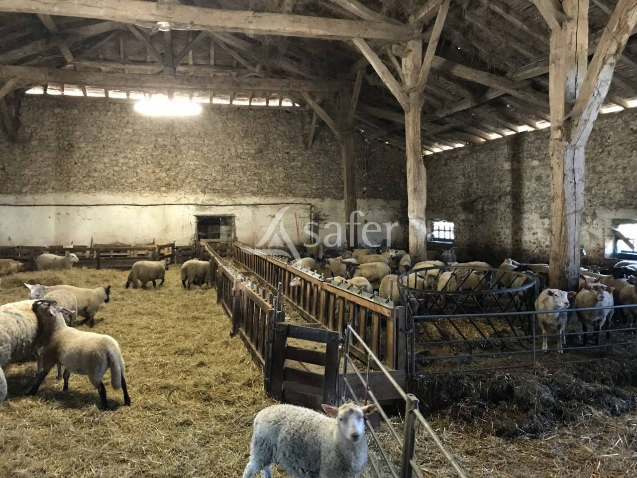 Schapen exploitatie Koop Charente