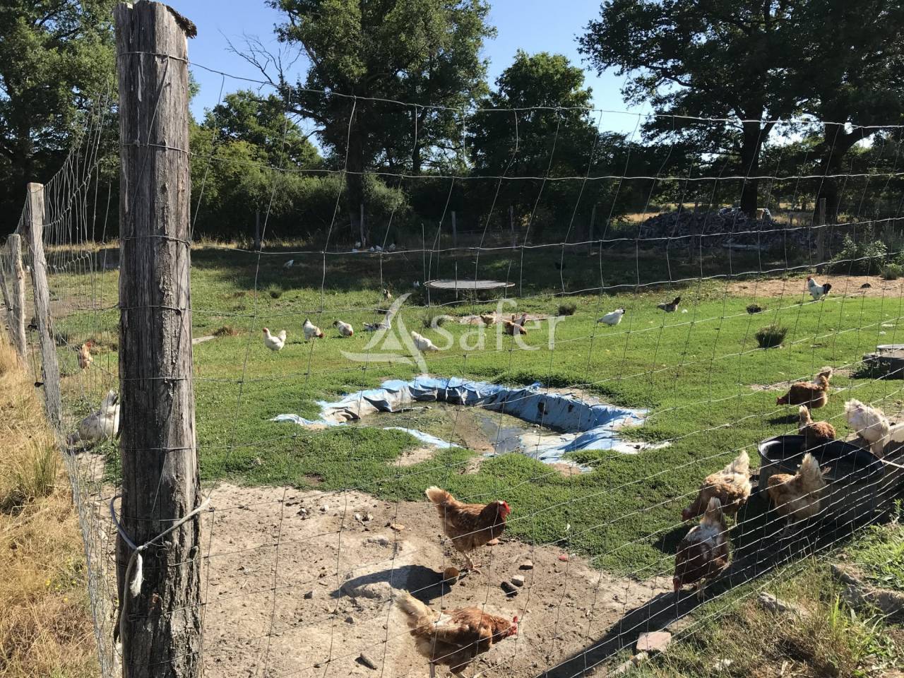 Schapen exploitatie Koop Charente
