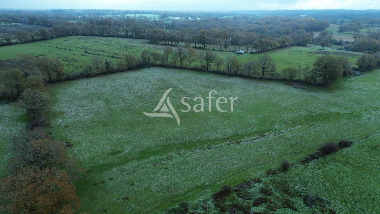 Schapen exploitatie Koop Charente