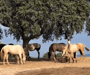 Merrie PRE Puur Ras Spaans Te koop 2022 Overige kleuren