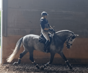 Hengst PRE Puur Ras Spaans Te koop 2021 Schimmel