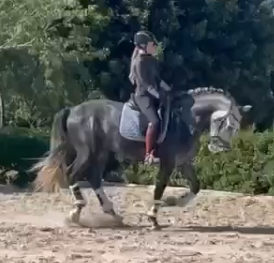 Hengst PRE Puur Ras Spaans Te koop 2021 Schimmel