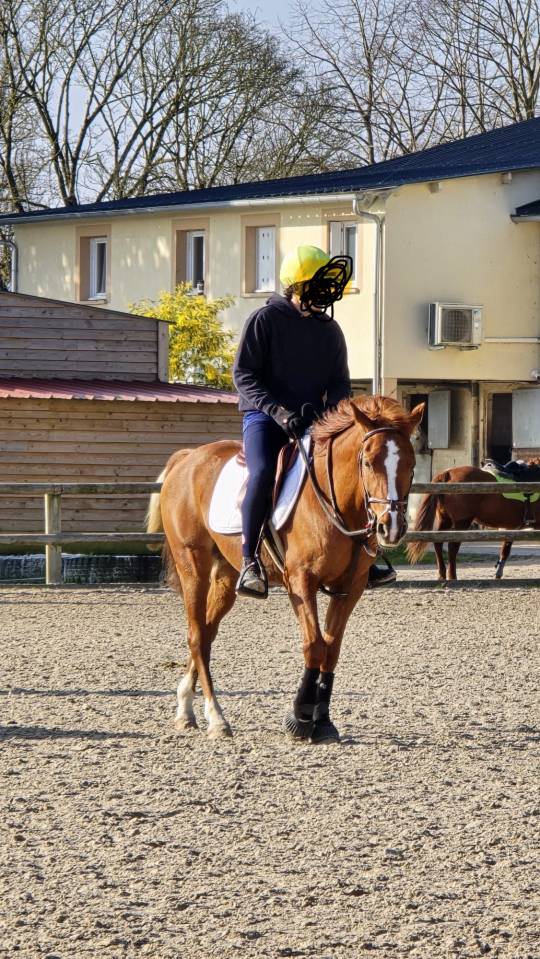 Ruin Bekend ras Te koop 2010 Vos ,  Glein Phydish Sun, AR