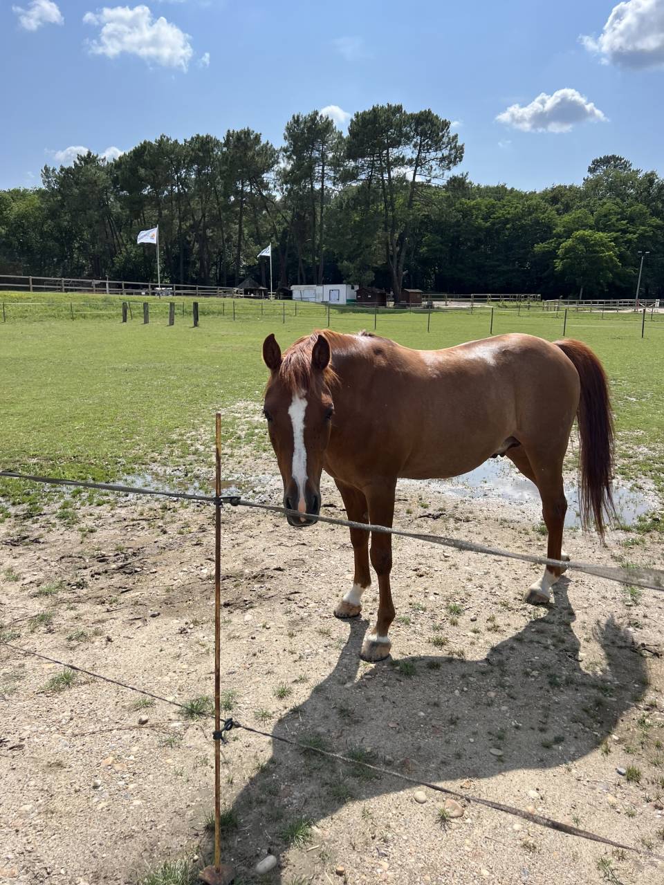 Ruin Bekend ras Te koop 2010 Vos ,  Glein Phydish Sun, AR