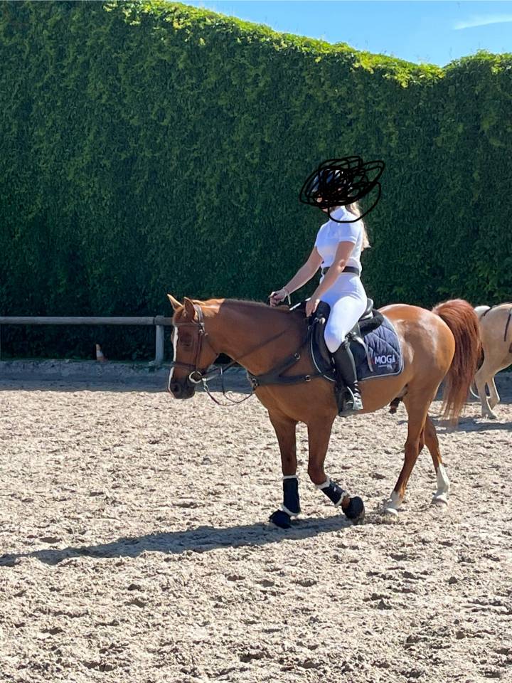 Ruin Bekend ras Te koop 2010 Vos ,  Glein Phydish Sun, AR