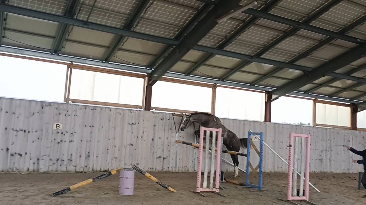 Ruin Selle Français Te koop 2022 Schimmel ,  Helios d'elby