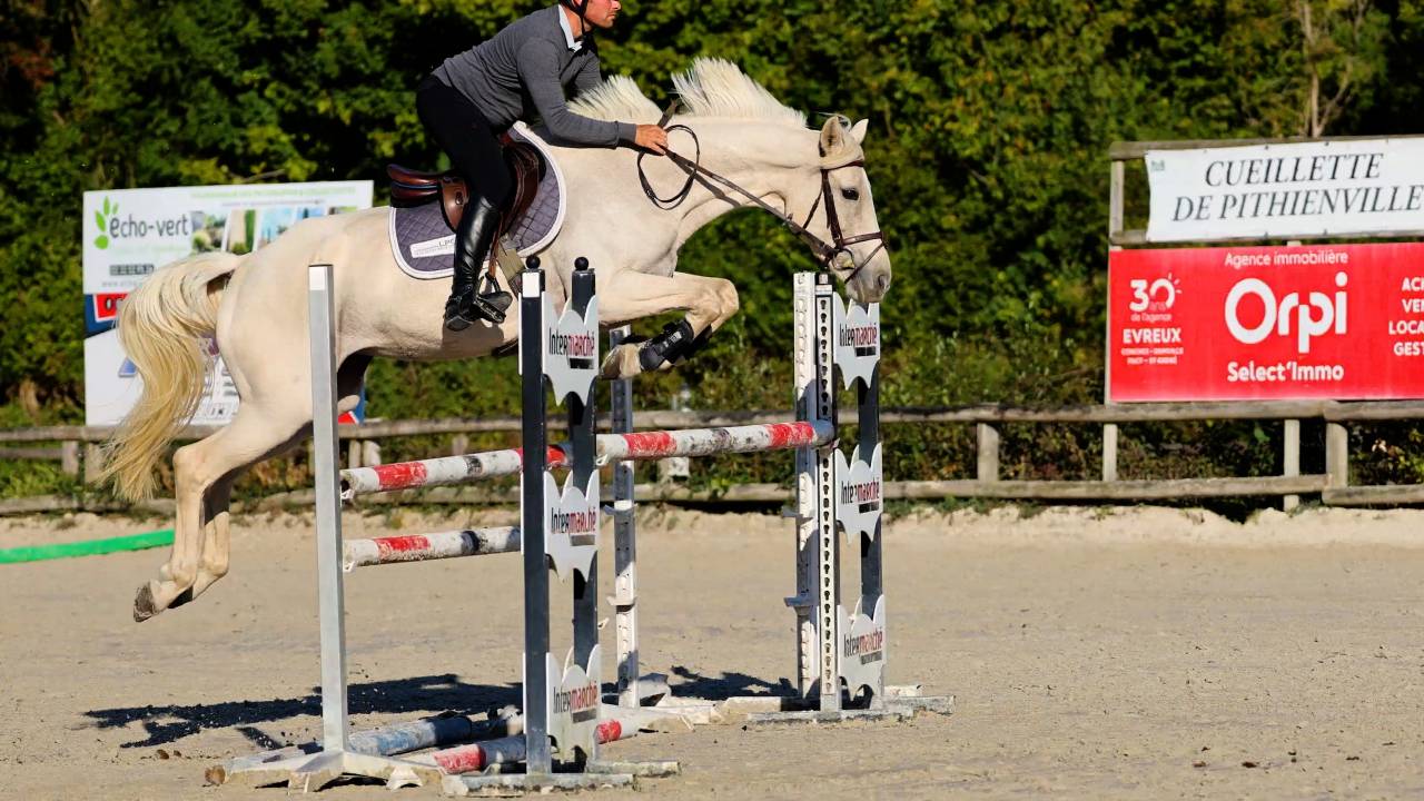 Merrie Iers sportpaard Te koop 2018 Palomino ,  Tullabeg Fusion