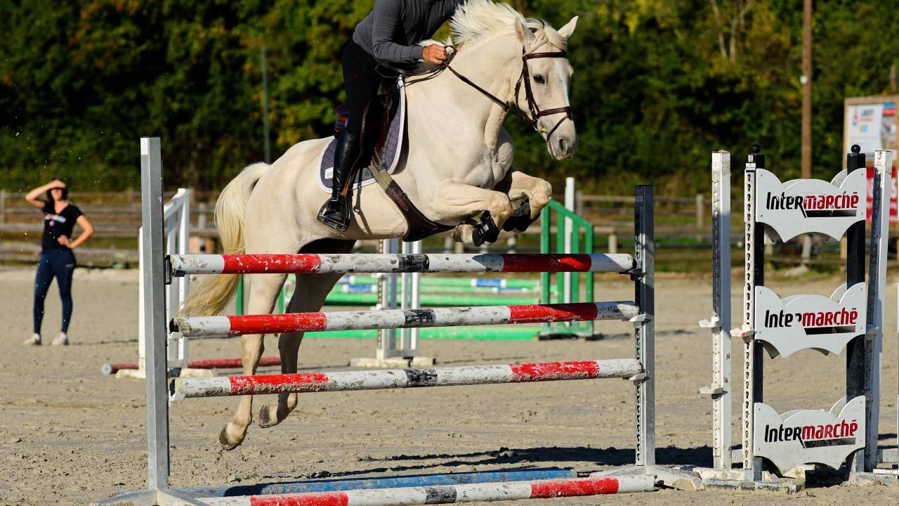 Merrie Iers sportpaard Te koop 2018 Palomino ,  Tullabeg Fusion