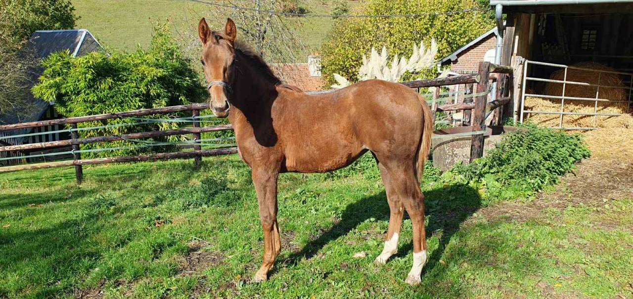 Veulen (vr) Selle Français Te koop 2025 Vos