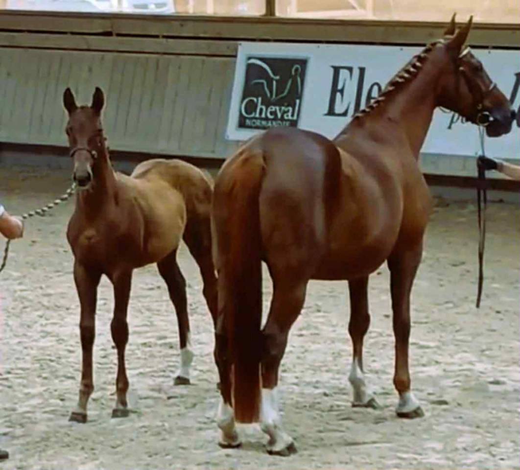 Veulen (vr) Selle Français Te koop 2025 Vos