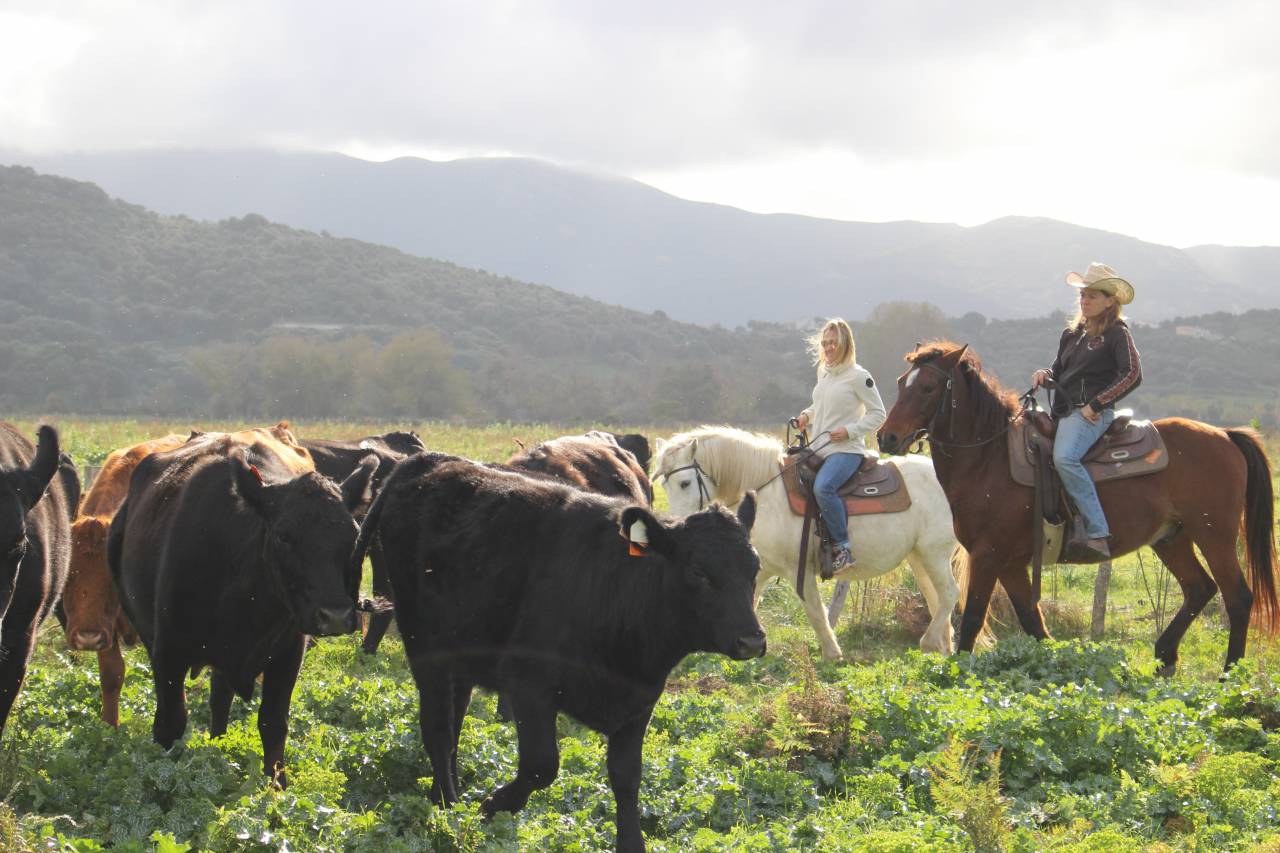 Begeleider ruitertoerisme - Contract bepaalde tijd Voltijds - Corse-du-Sud Frankrijk