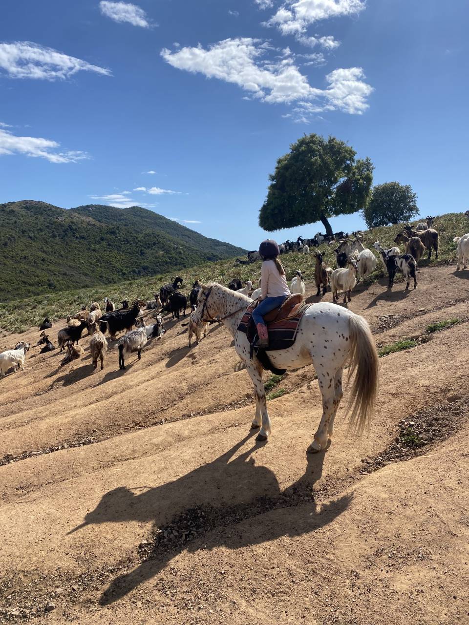 Begeleider ruitertoerisme - Contract bepaalde tijd Voltijds - Corse-du-Sud Frankrijk
