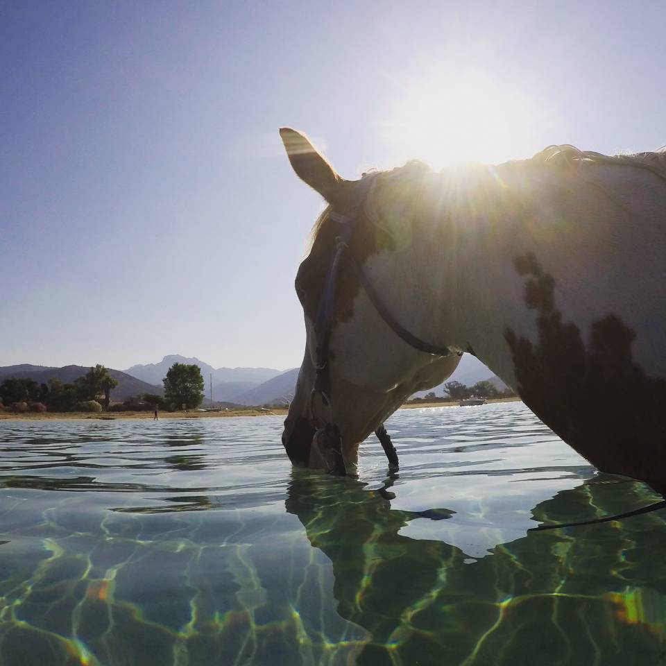 Begeleider ruitertoerisme - Contract bepaalde tijd Voltijds - Corse-du-Sud Frankrijk