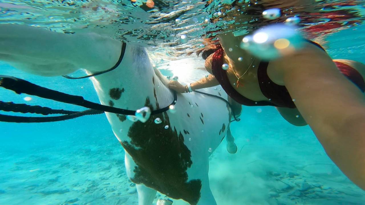 Begeleider ruitertoerisme - Contract bepaalde tijd Voltijds - Corse-du-Sud Frankrijk