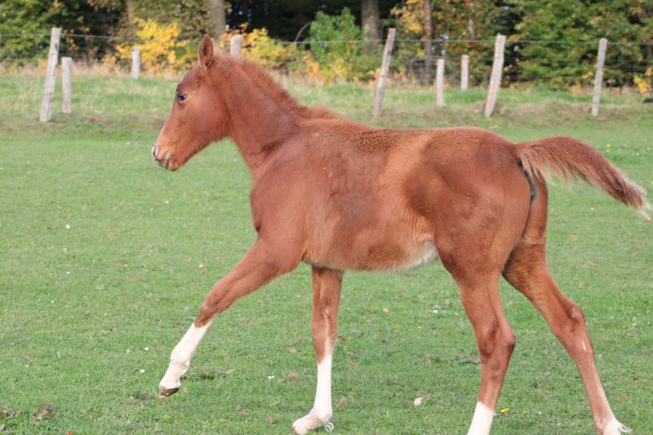 Merrie Zangersheide Te koop 2025 Vos ,  NARCOS II