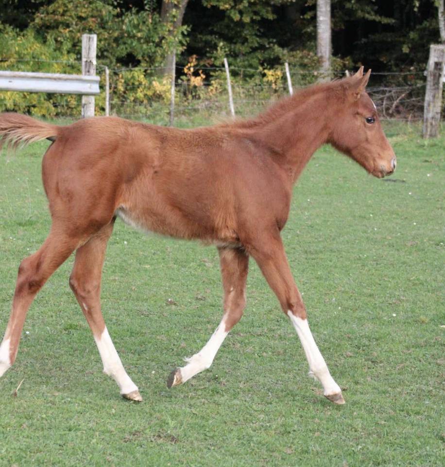 Merrie Zangersheide Te koop 2025 Vos ,  NARCOS II