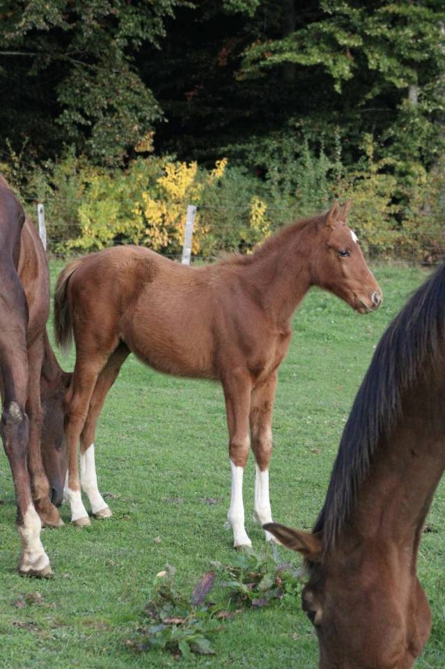 Merrie Zangersheide Te koop 2025 Vos ,  NARCOS II