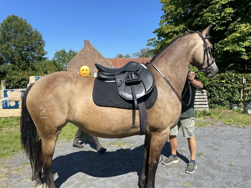 Merrie Onbekend paarden ras Te koop 2012 Isabel