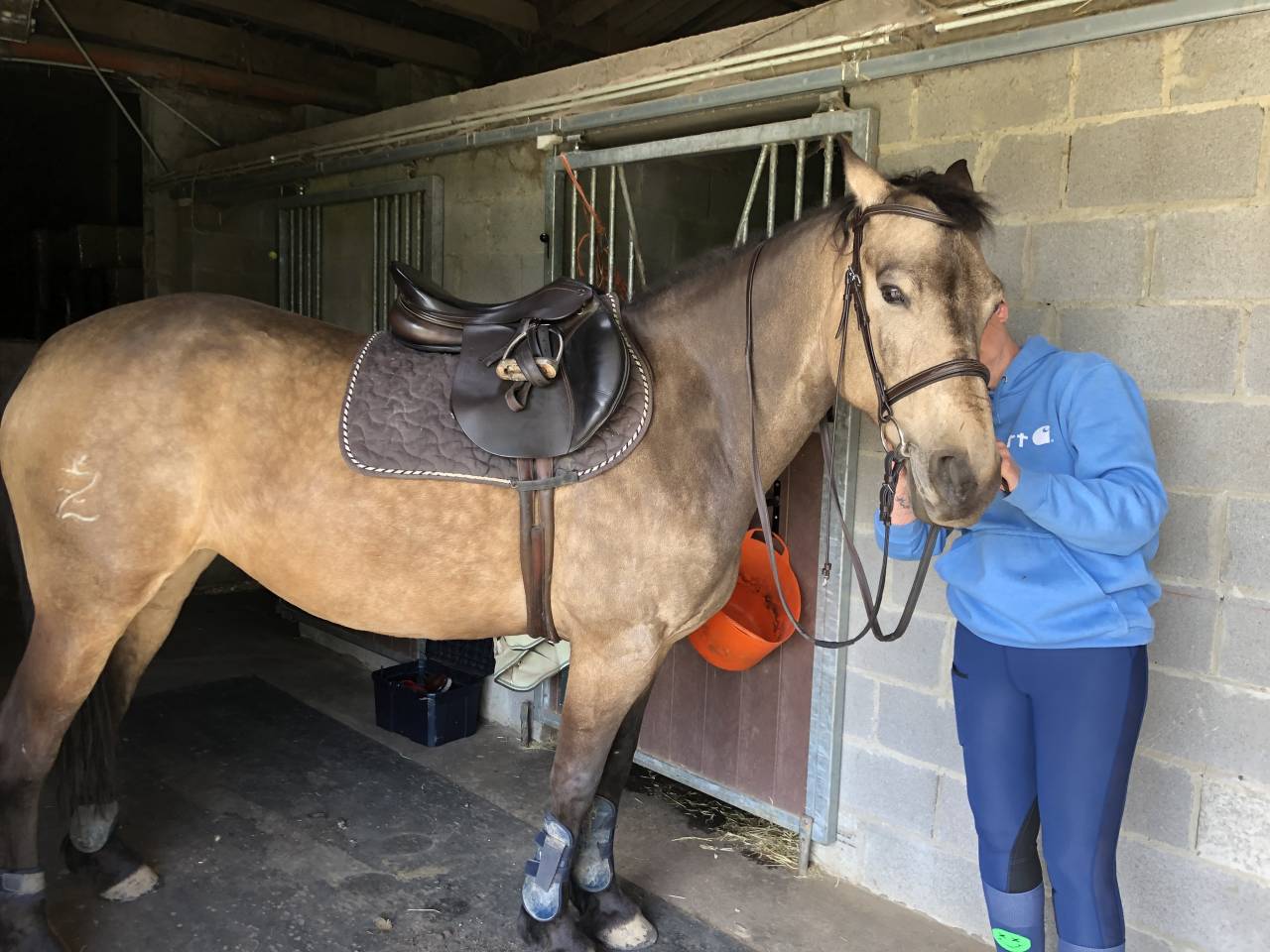 Merrie Onbekend paarden ras Te koop 2012 Isabel