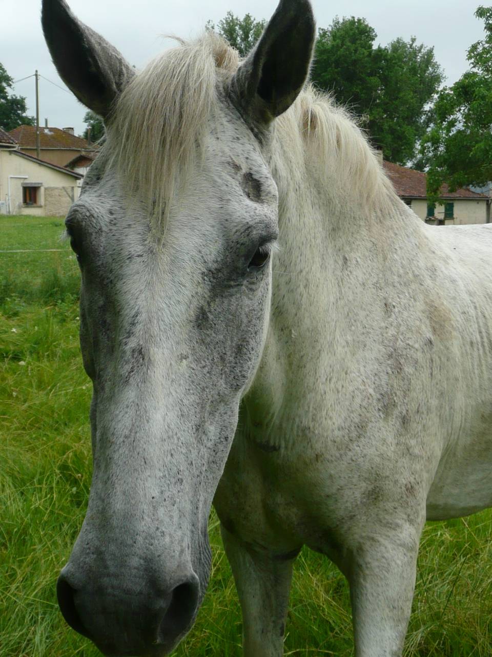 Ruin Rijpaard Te koop 2013 Schimmel