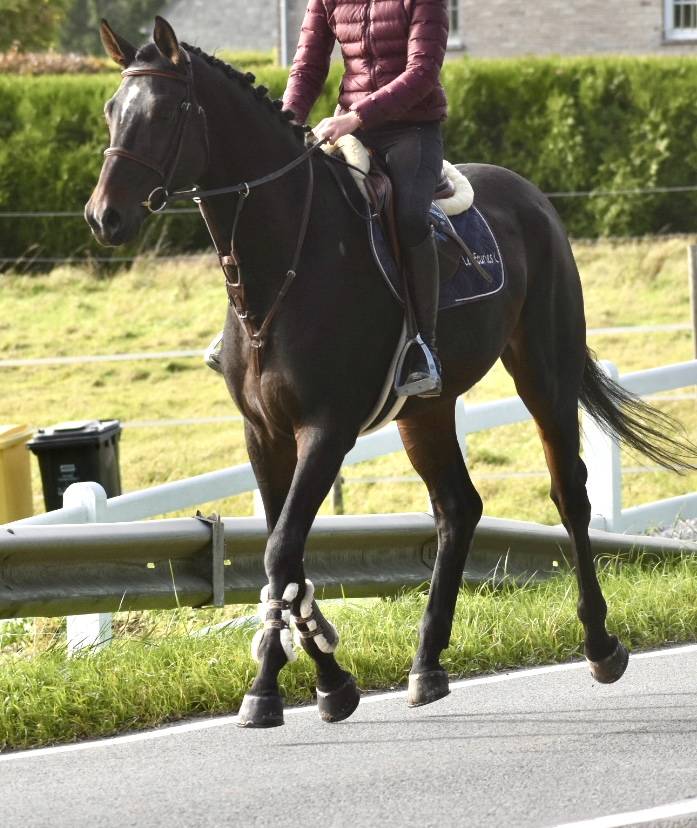 Ruin Bekend ras Te koop 2019 Bruin / Bai