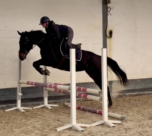 Merrie Volbloed Te koop 2020 Zwart