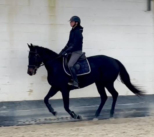 Merrie Volbloed Te koop 2020 Zwart