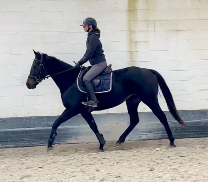 Merrie Volbloed Te koop 2020 Zwart