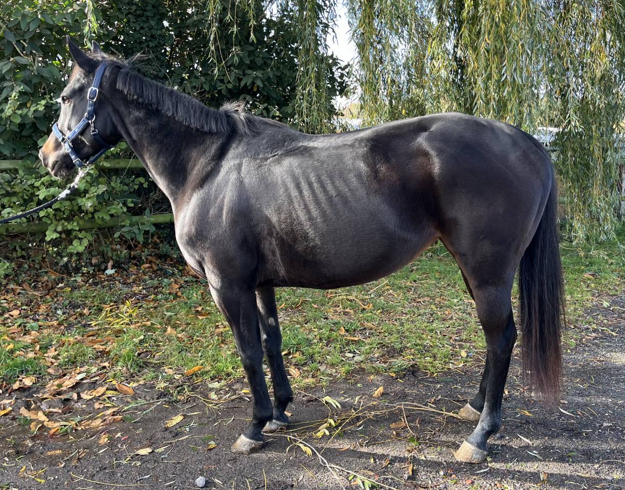 Merrie Volbloed Te koop 2020 Zwart