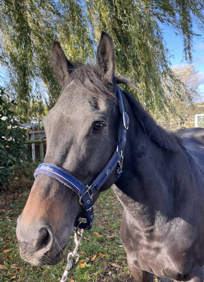 Merrie Volbloed Te koop 2020 Zwart