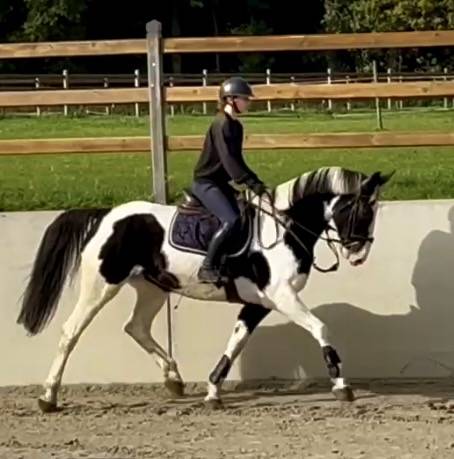 Merrie Ras onbekend Te koop 2019 Bont