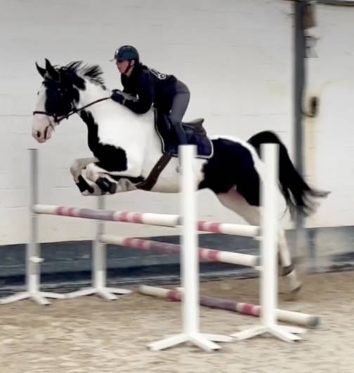 Merrie Ras onbekend Te koop 2019 Bont