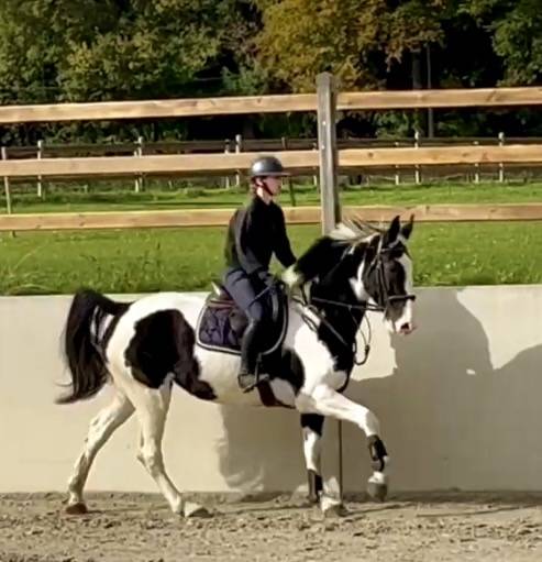 Merrie Ras onbekend Te koop 2019 Bont