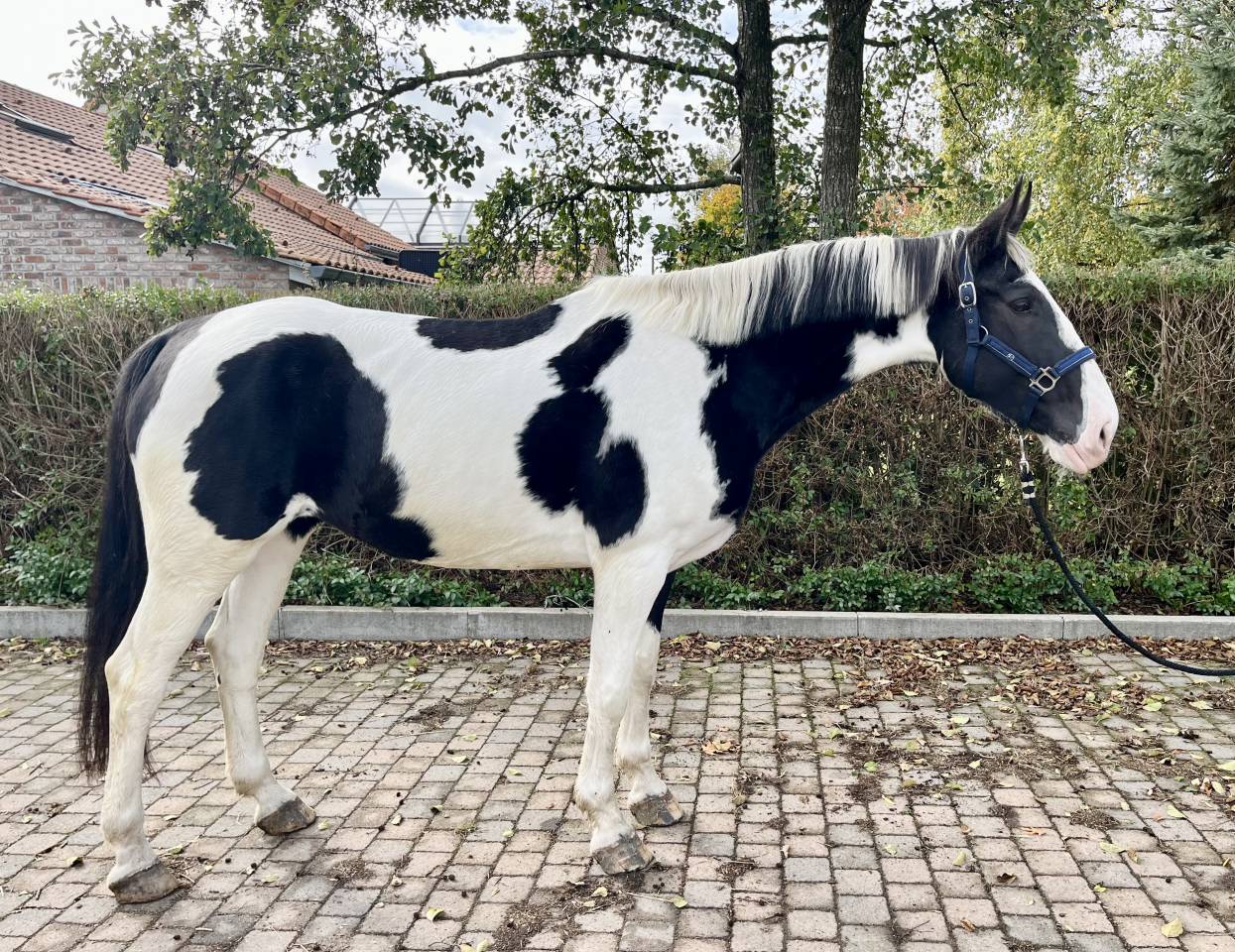 Merrie Ras onbekend Te koop 2019 Bont