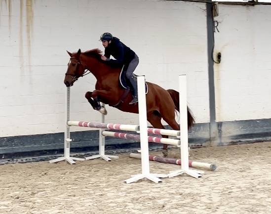 Merrie Westphalian Te koop 2016 Vos