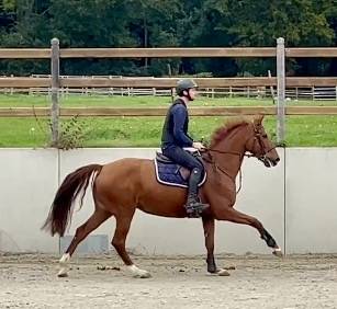 Merrie Westphalian Te koop 2016 Vos