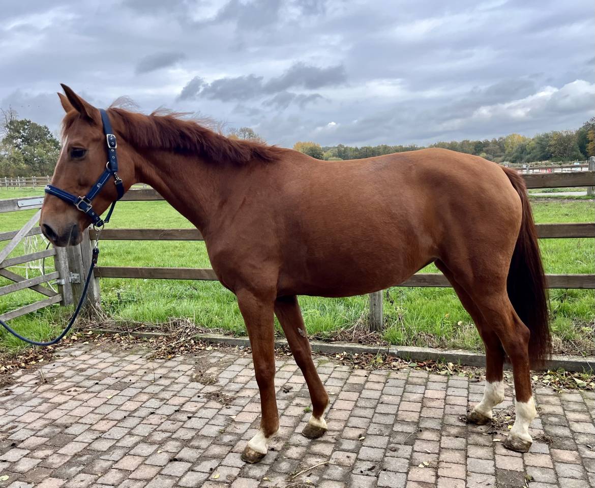 Merrie Westphalian Te koop 2016 Vos