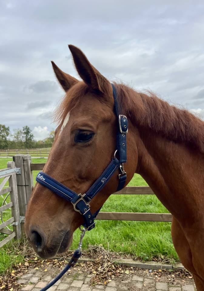 Merrie Westphalian Te koop 2016 Vos