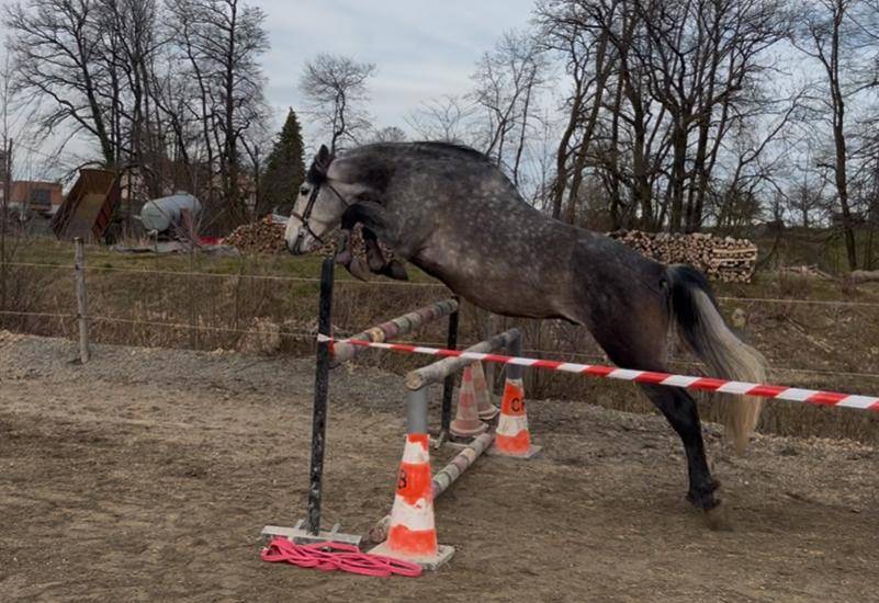 Ruin PRE Puur Ras Spaans Te koop 2019 Schimmel ,  RECUERDO ER