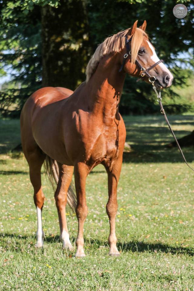 Veulen (vr) Welsh Pony (Section B) Te koop 2025 Vos ,  EYARTH ANOKI