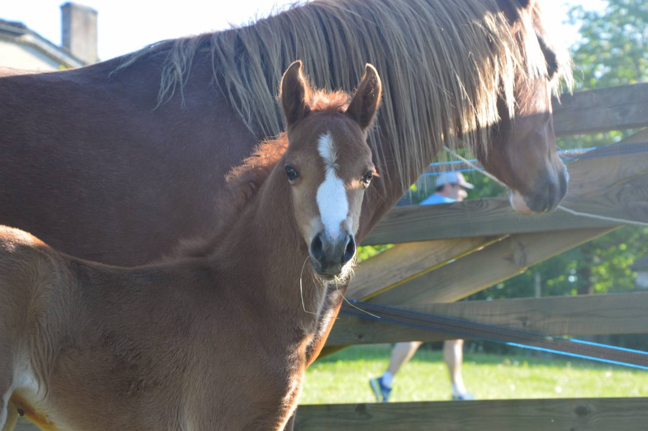 Veulen (vr) Welsh Pony (Section B) Te koop 2025 Vos ,  EYARTH ANOKI