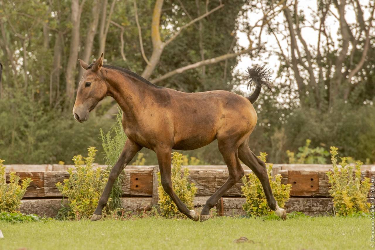 Veulen (vr) Lusitano Te koop 2024 Schimmel ,  Almansor SS