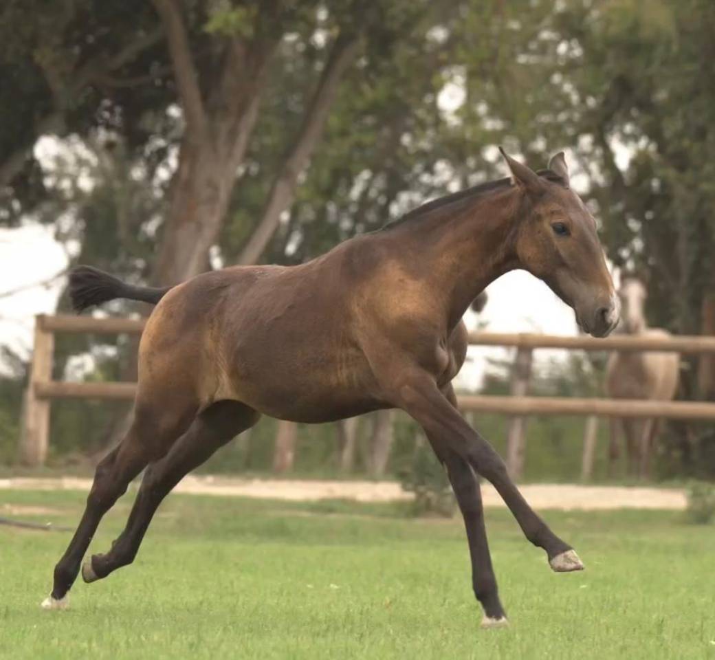 Veulen (vr) Lusitano Te koop 2024 Schimmel ,  Almansor SS