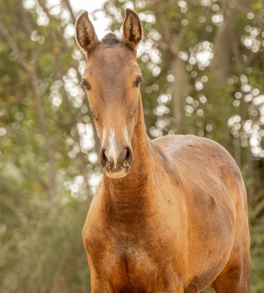 Veulen (vr) Lusitano Te koop 2024 Schimmel ,  Almansor SS