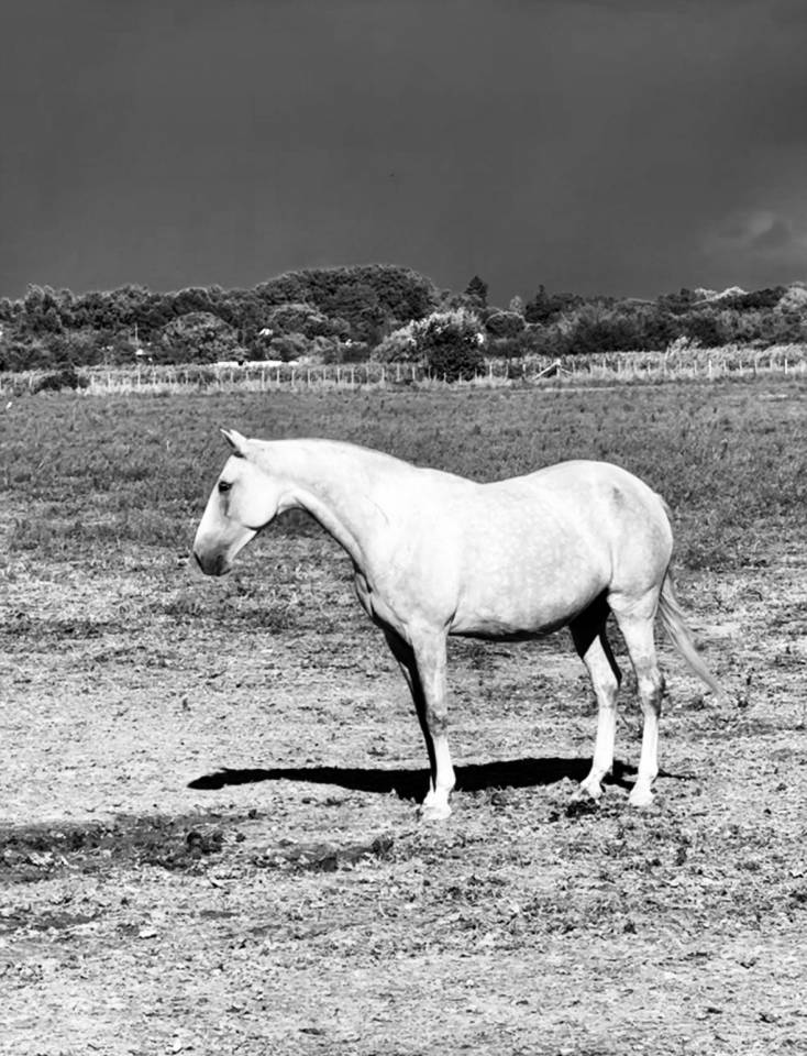 Veulen (vr) Lusitano Te koop 2024 Schimmel ,  Almansor SS