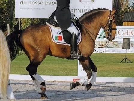 Veulen (vr) Lusitano Te koop 2024 Schimmel ,  Almansor SS