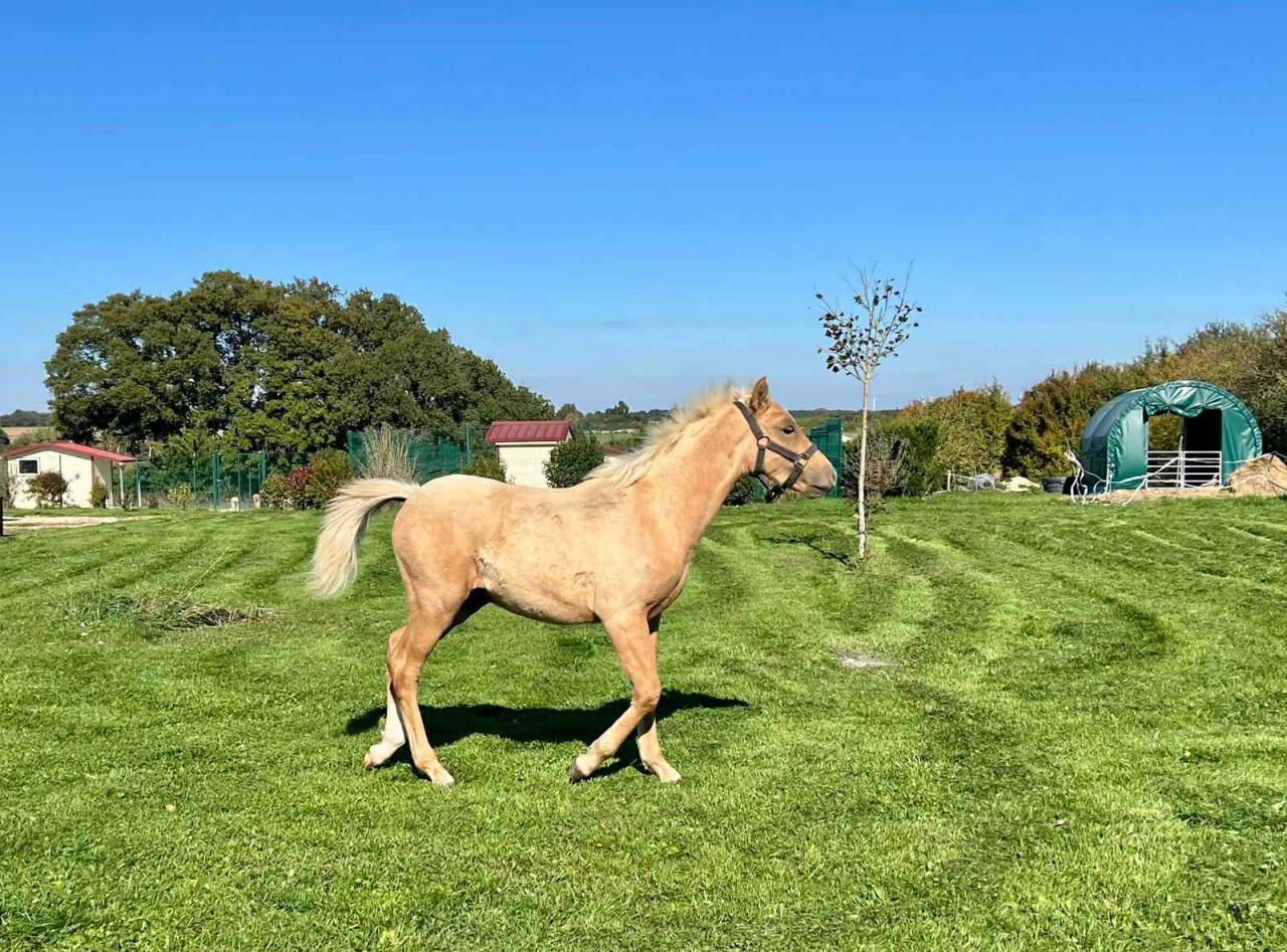 Veulen (ml) Franse rijpony PFS Te koop 2025 Palomino
