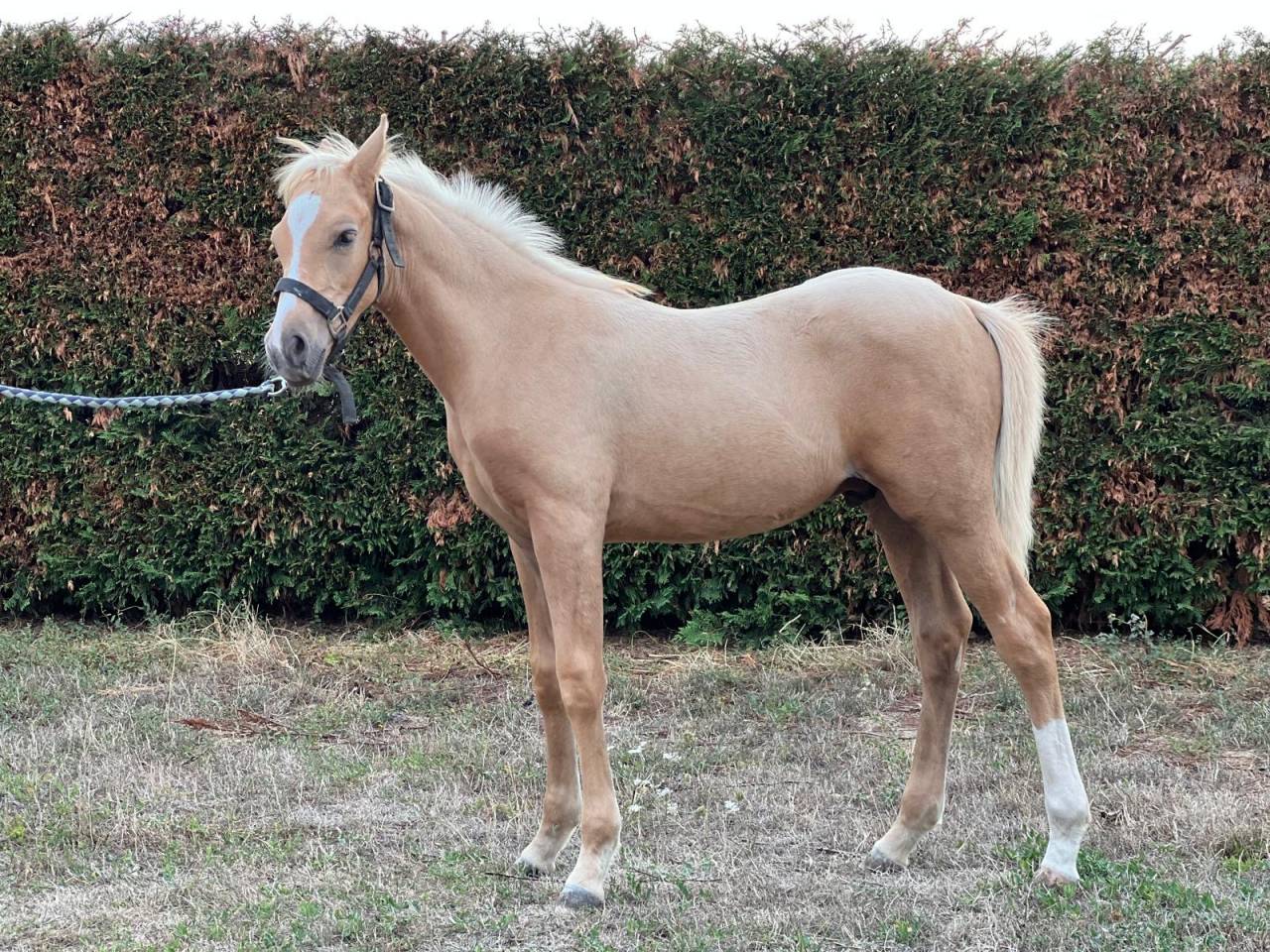 Veulen (ml) Franse rijpony PFS Te koop 2025 Palomino