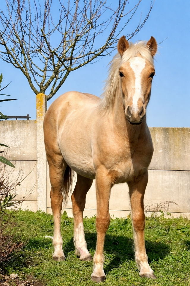 Veulen (ml) Franse rijpony PFS Te koop 2025 Palomino